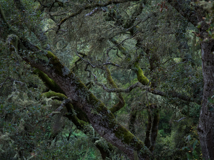 Trees covered in moss, somewhat like a temperate rain forest.