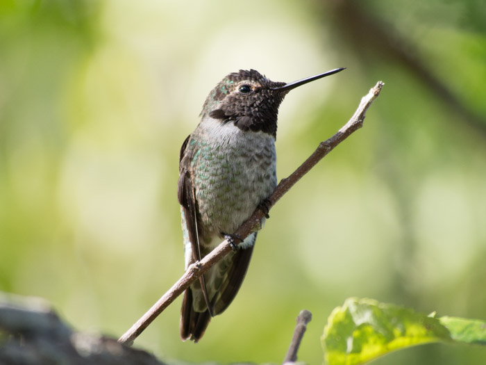 Hummingbird perched on a branch.