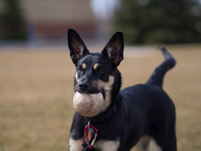 Australian Kelpie dog holding a softball.
