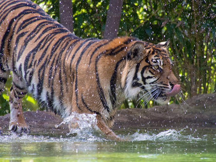 Bengal tiger splashing through the water licking its chops.