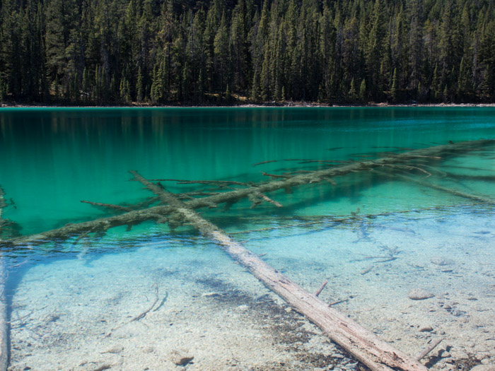 Submerged fallen trees in a blue alpine lake.